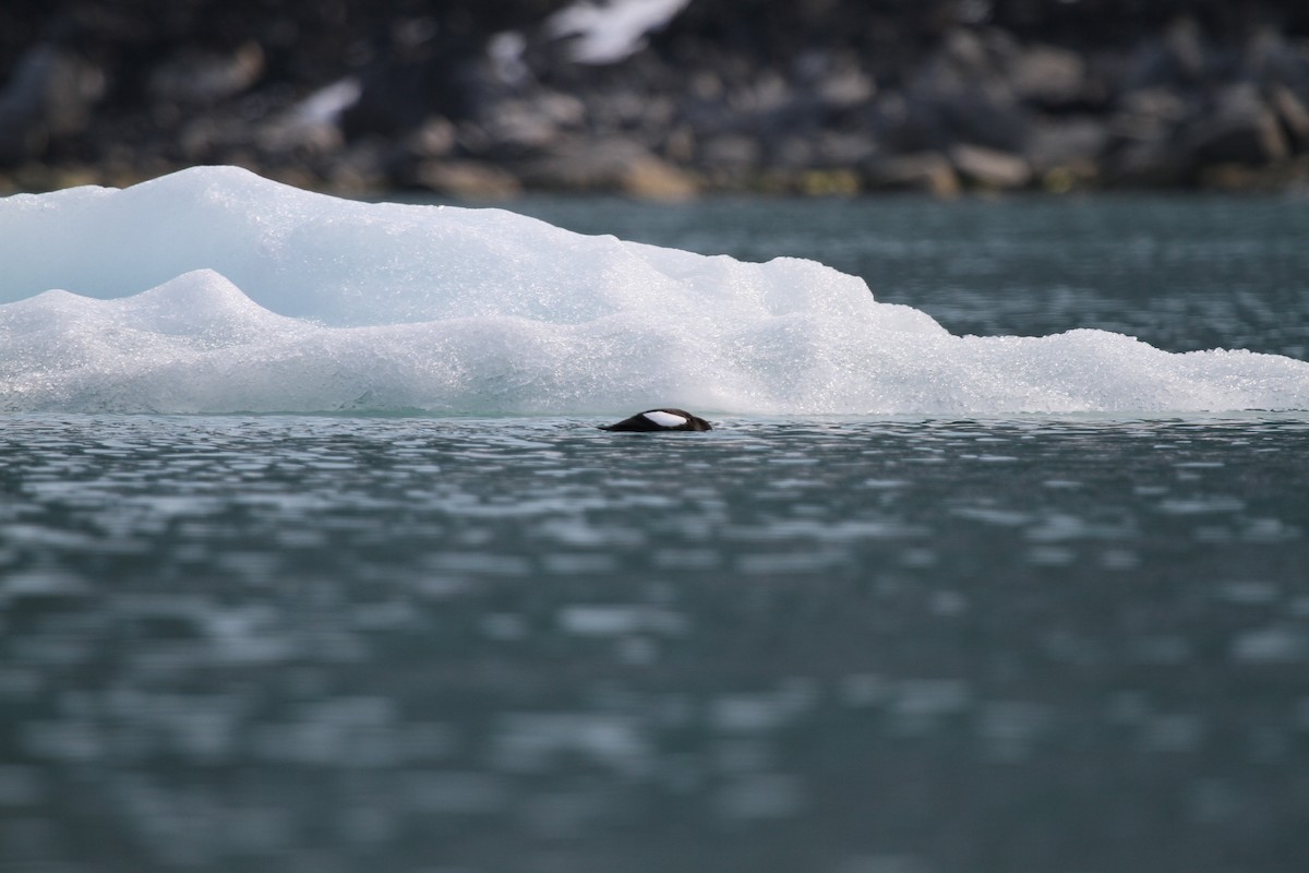 Black Guillemot - ML189598751