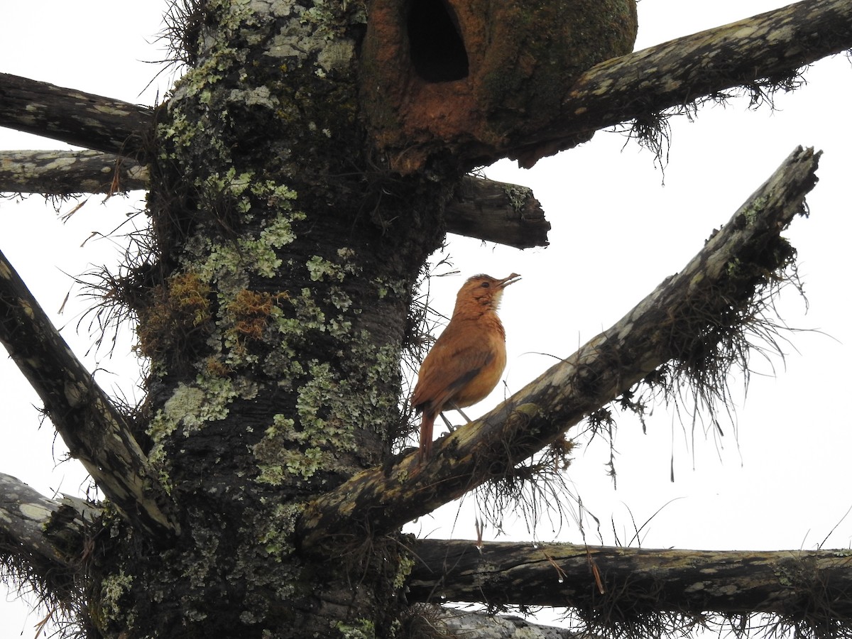 Rufous Hornero - ML189598921