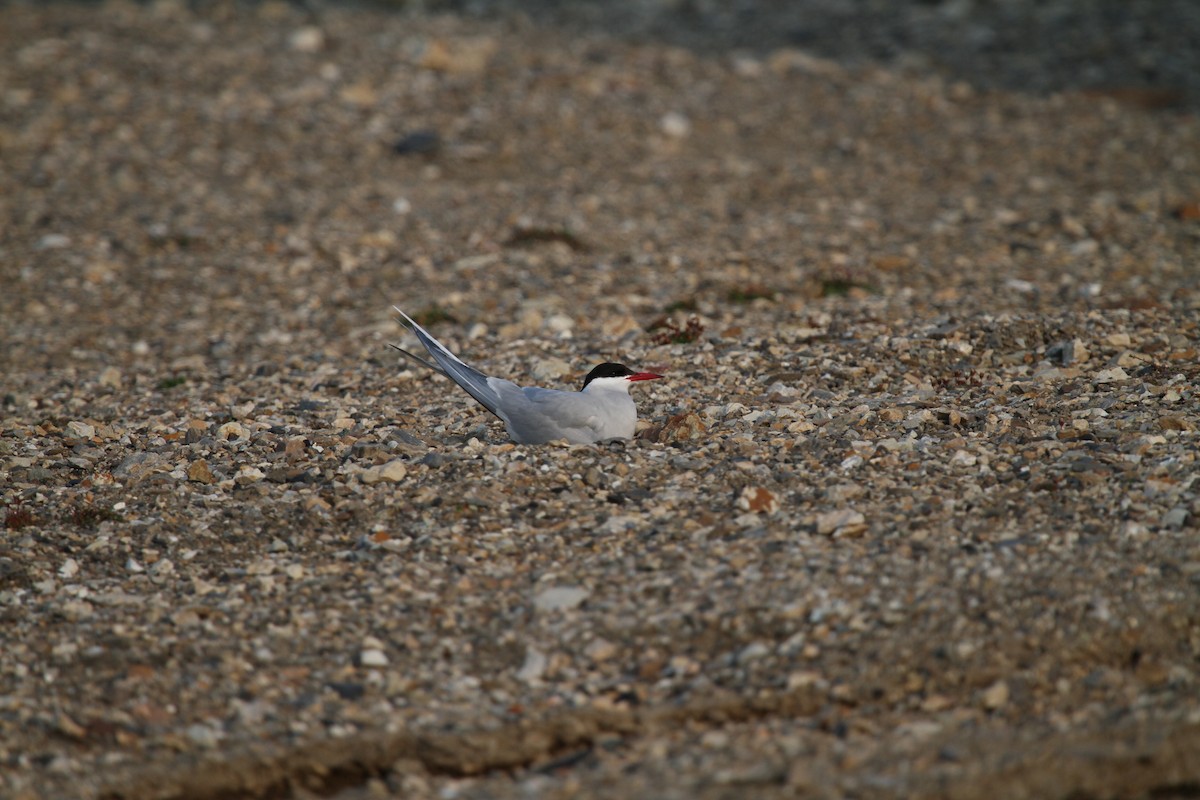 Arctic Tern - ML189599061