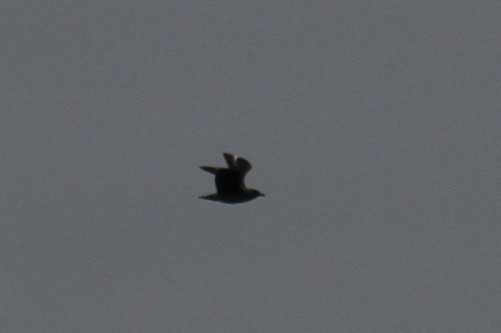 Great Skua - ML189599531