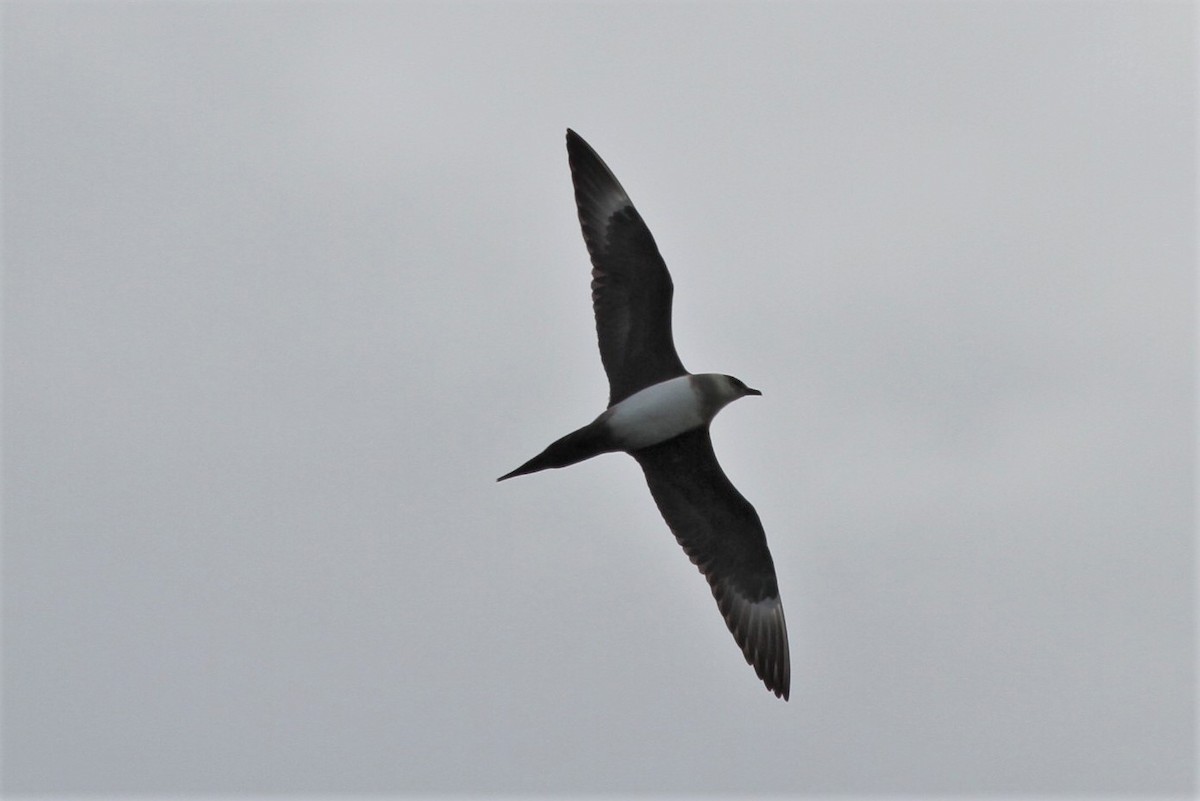 Parasitic Jaeger - Martin H. Horny