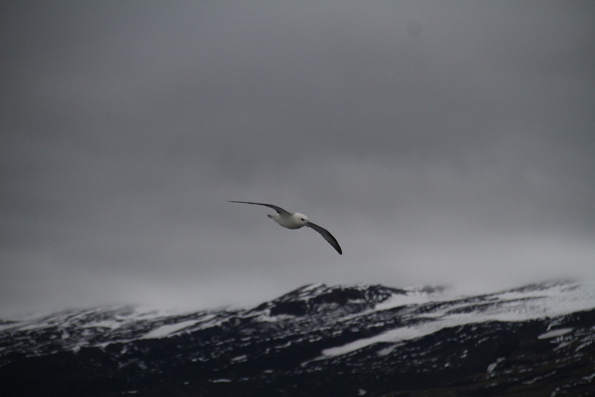 Northern Fulmar - ML189599991