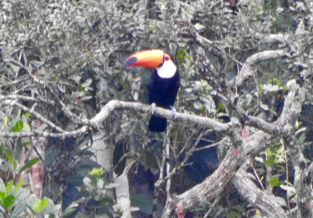 Toco Toucan - ML189600031