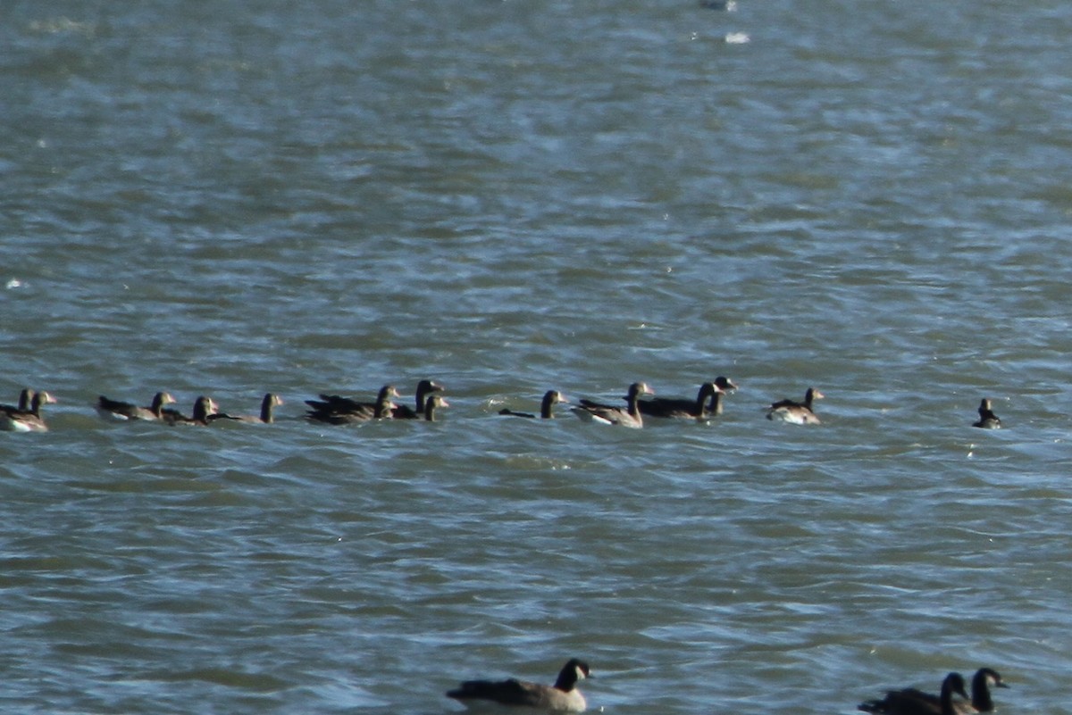 Greater White-fronted Goose - ML189600511