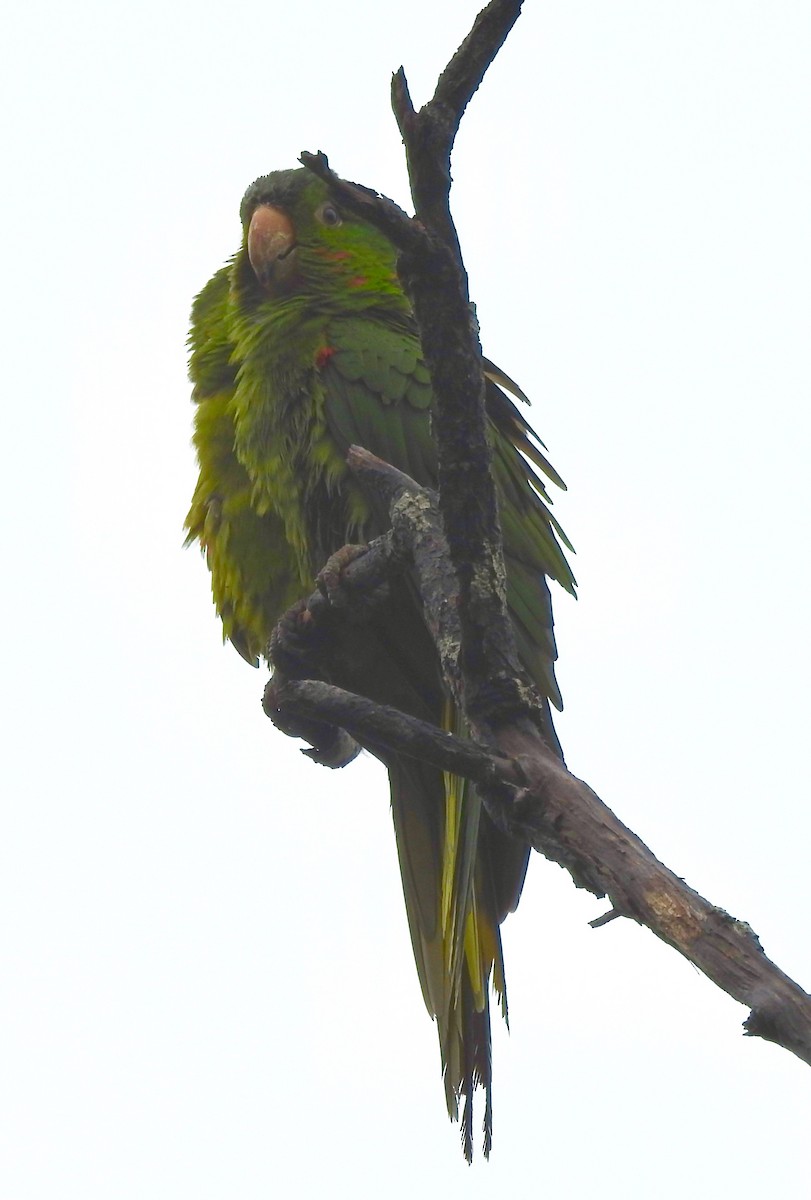 White-eyed Parakeet - ML189600801