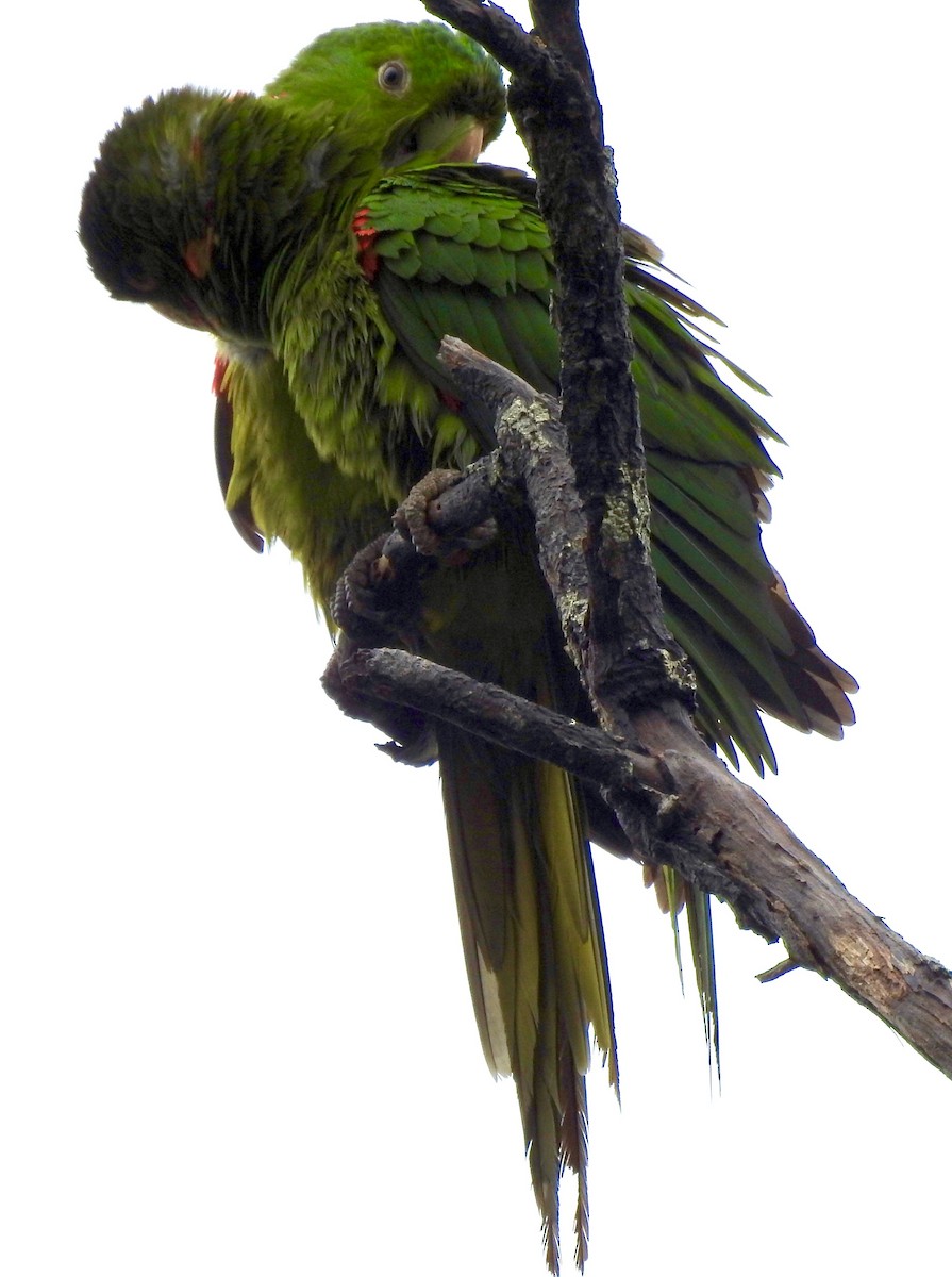 Aratinga Ojiblanca - ML189600821