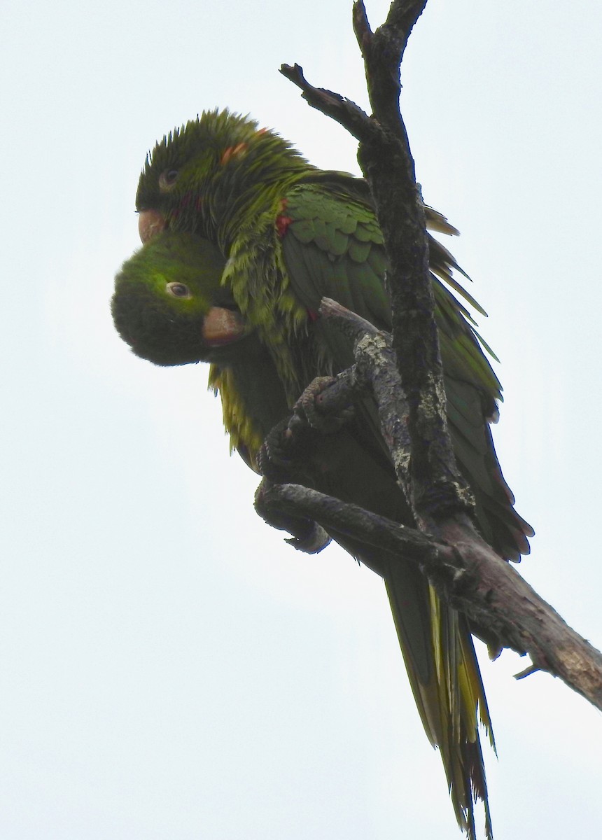 White-eyed Parakeet - Sean Higgins