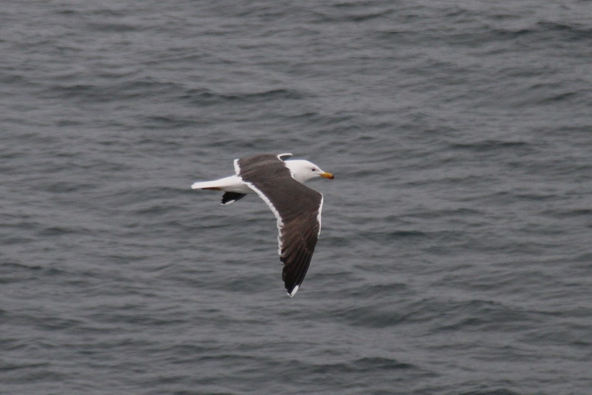 Great Black-backed Gull - ML189600901
