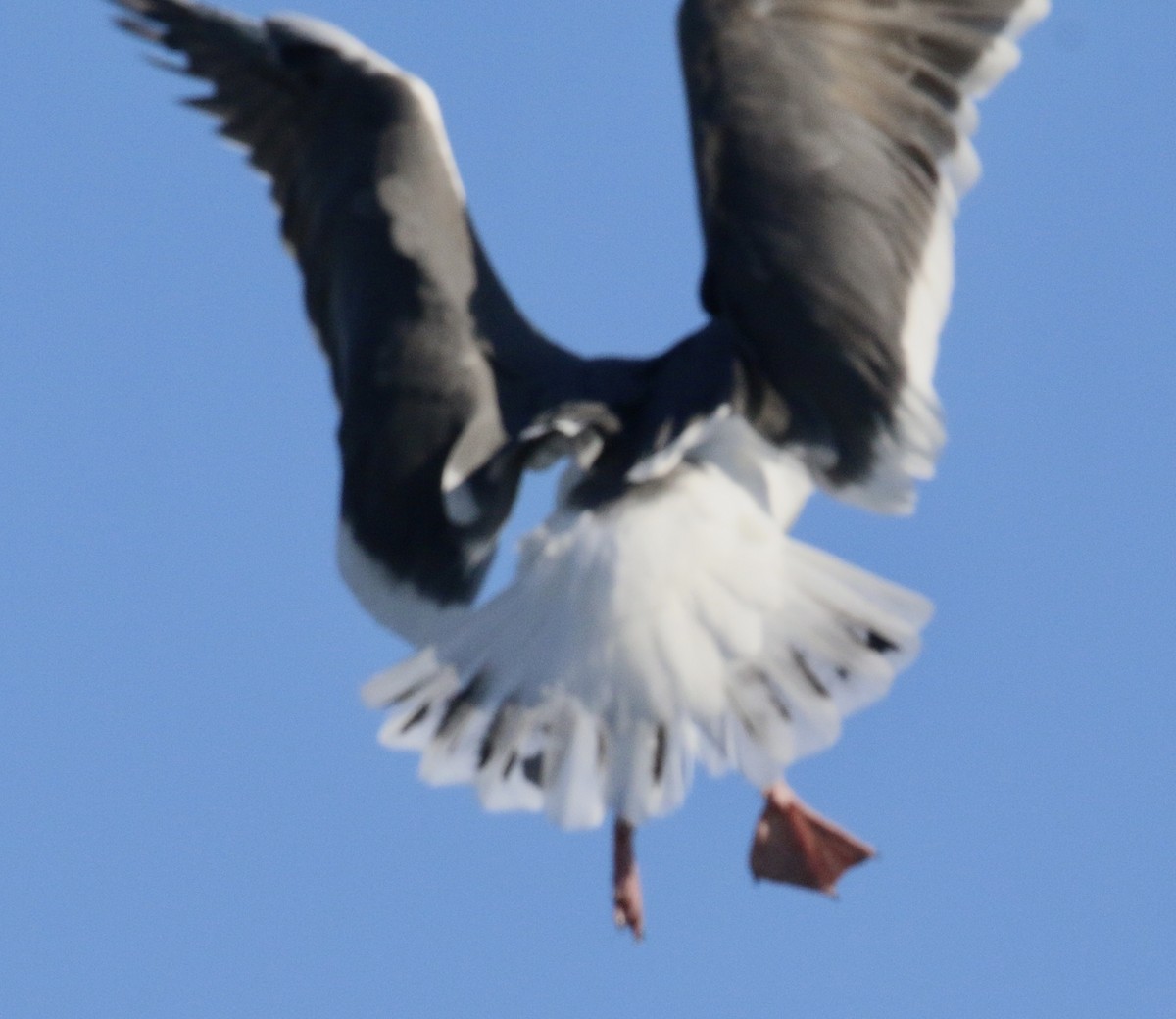 Western Gull - ML189601031