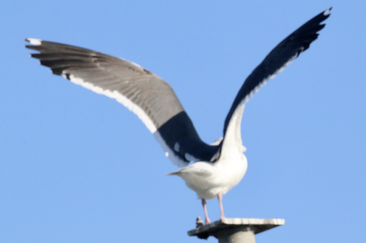 Western Gull - Willie Sekula