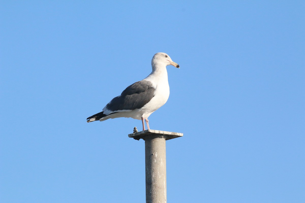 Western Gull - Willie Sekula