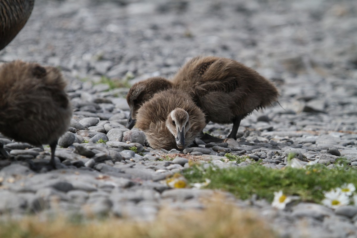 Common Eider - ML189601291