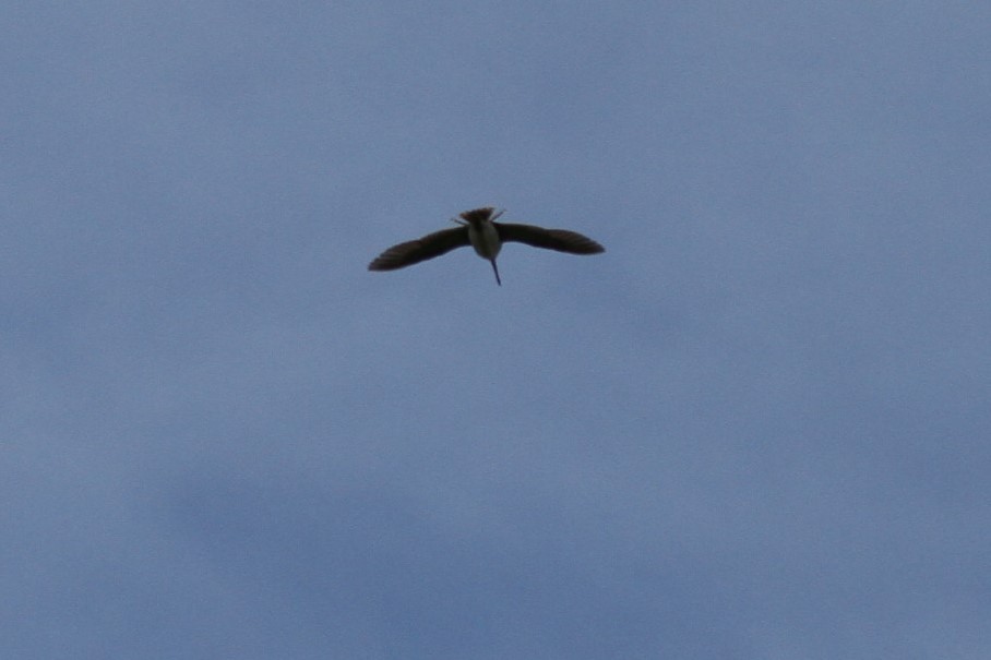 Common Snipe - ML189601491