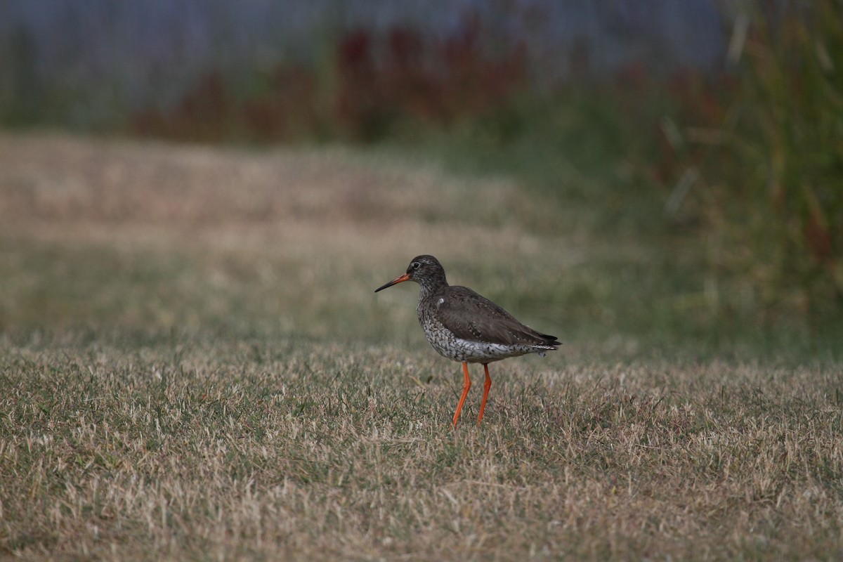 Common Redshank - ML189601611