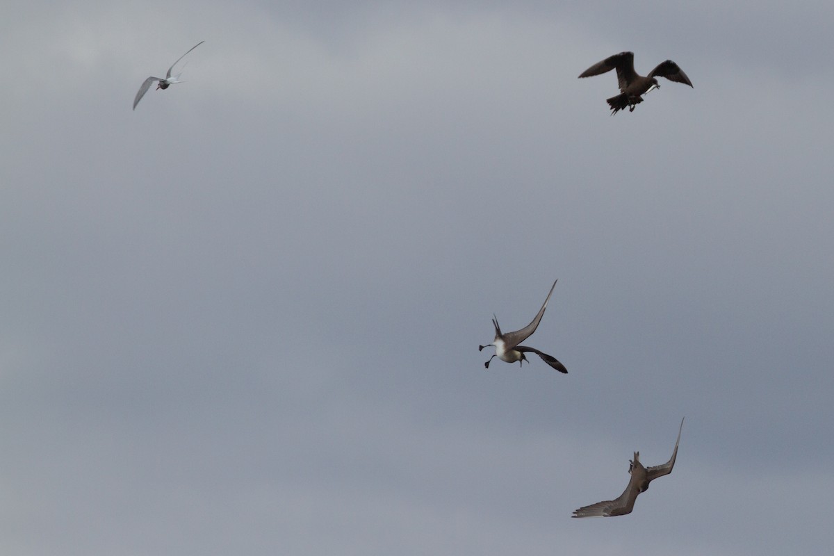 Parasitic Jaeger - ML189601631