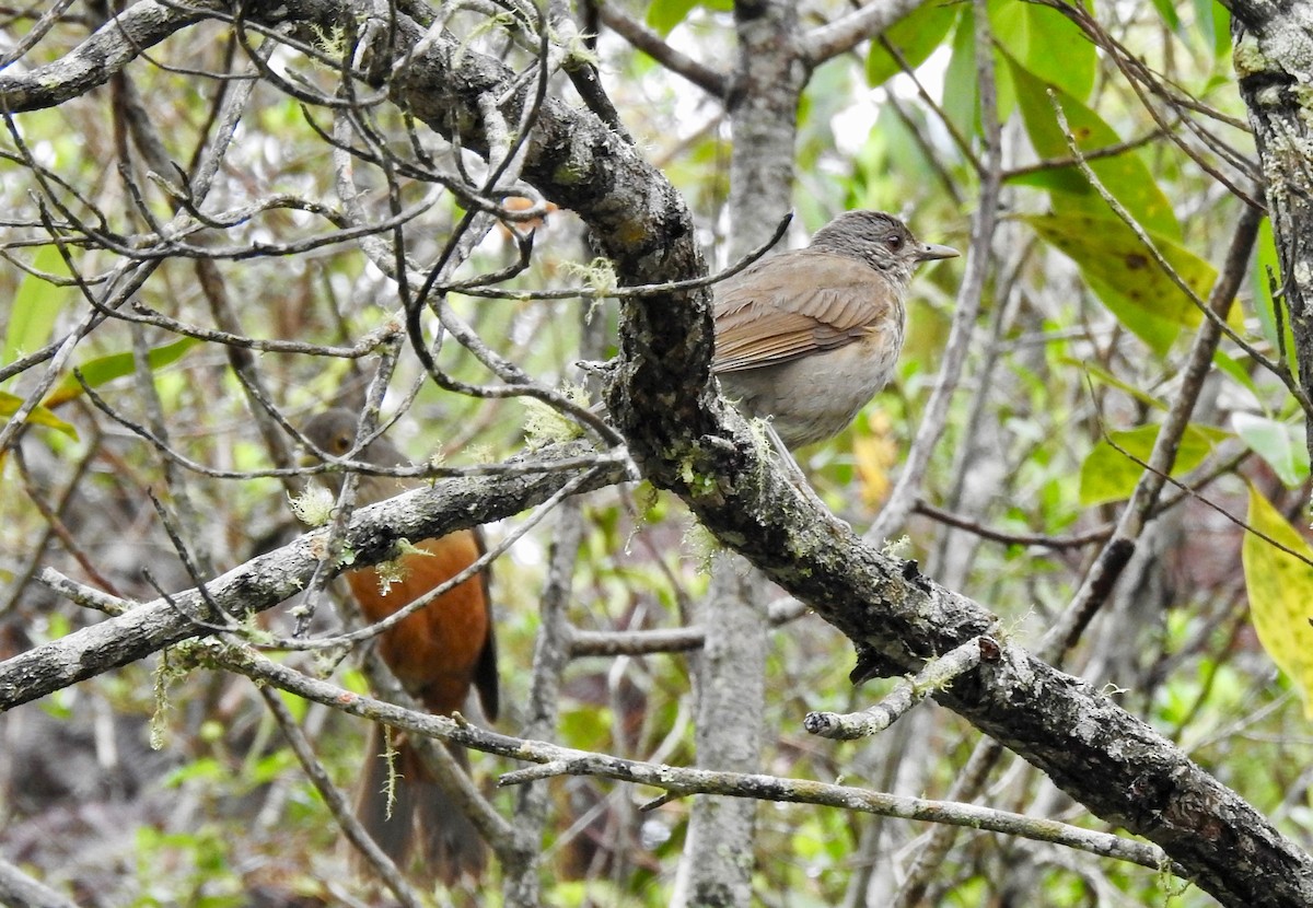 Rufous-bellied Thrush - ML189601661