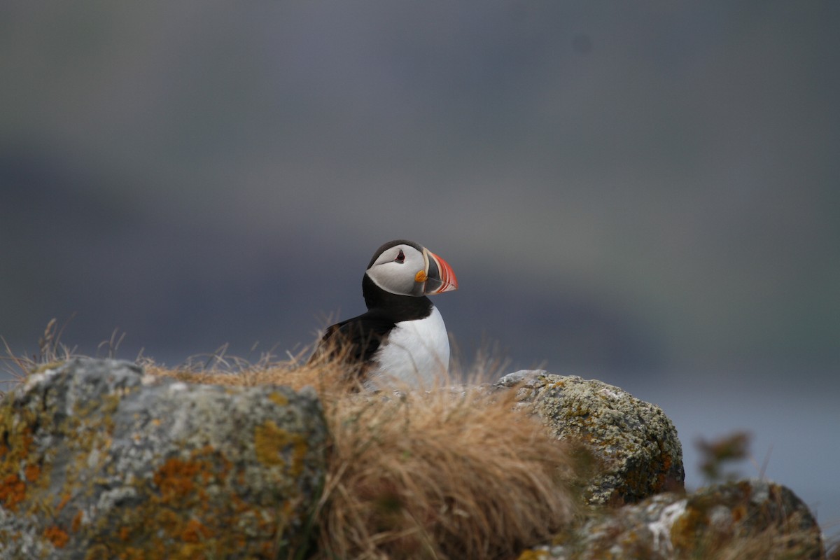 Atlantic Puffin - ML189601711