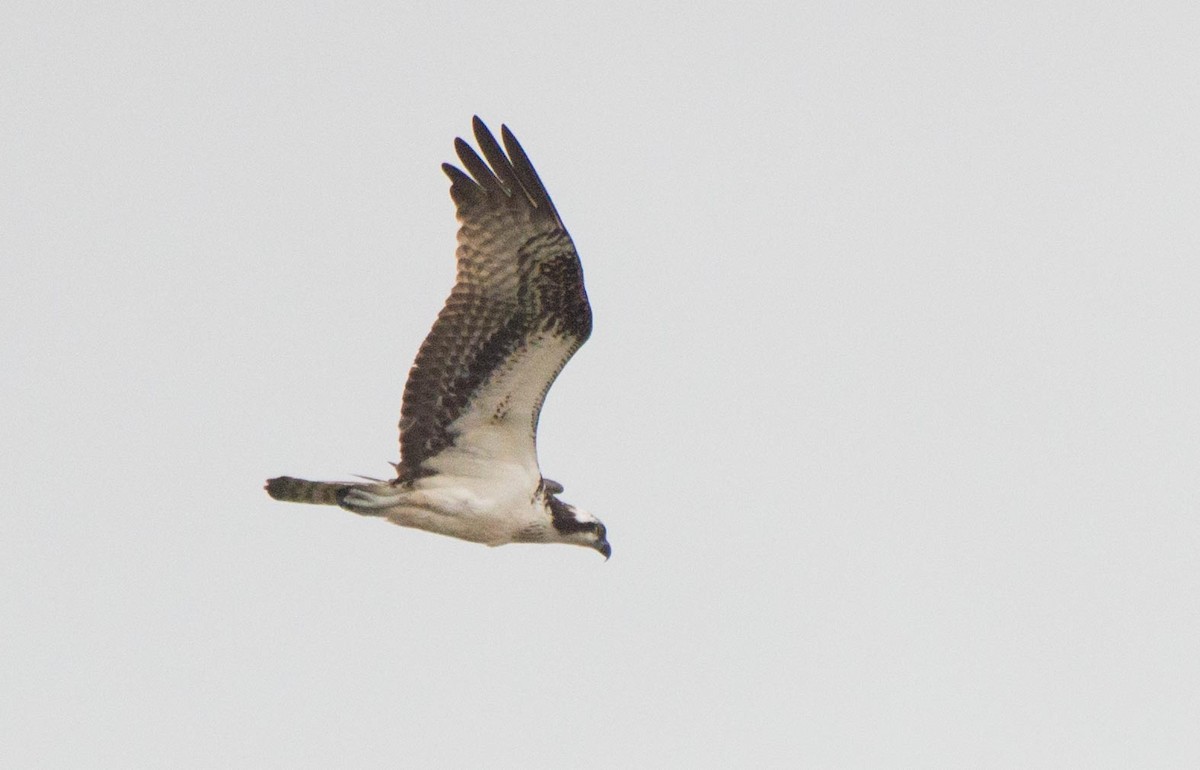 Osprey - Thierry Rabau