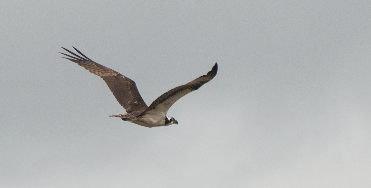 Osprey - Thierry Rabau