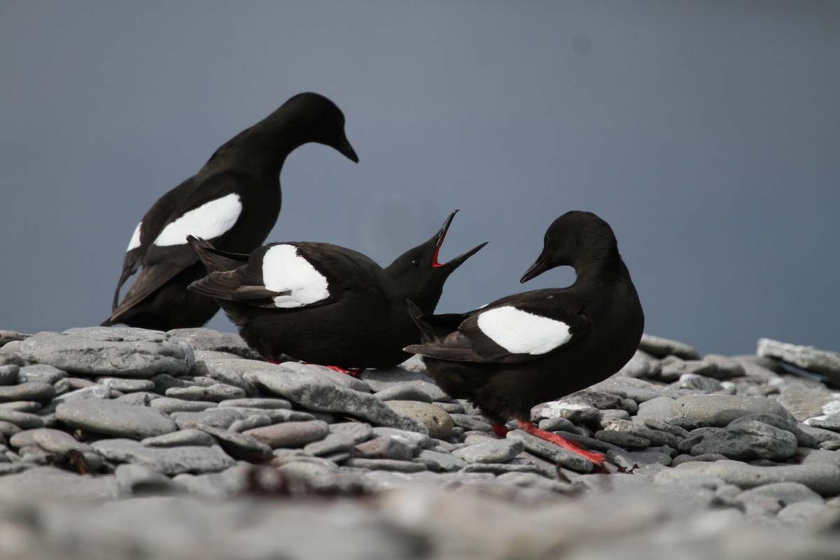 Black Guillemot - ML189601791