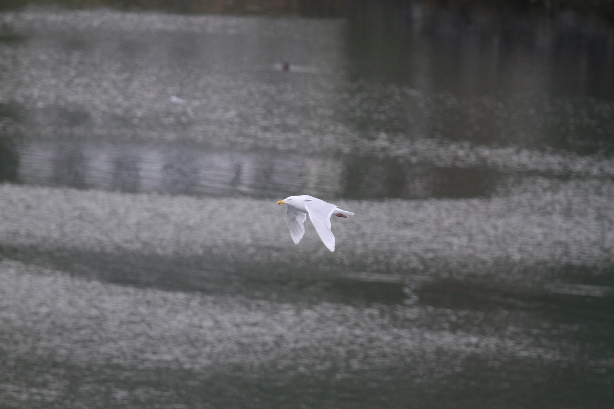 Glaucous Gull - ML189602011