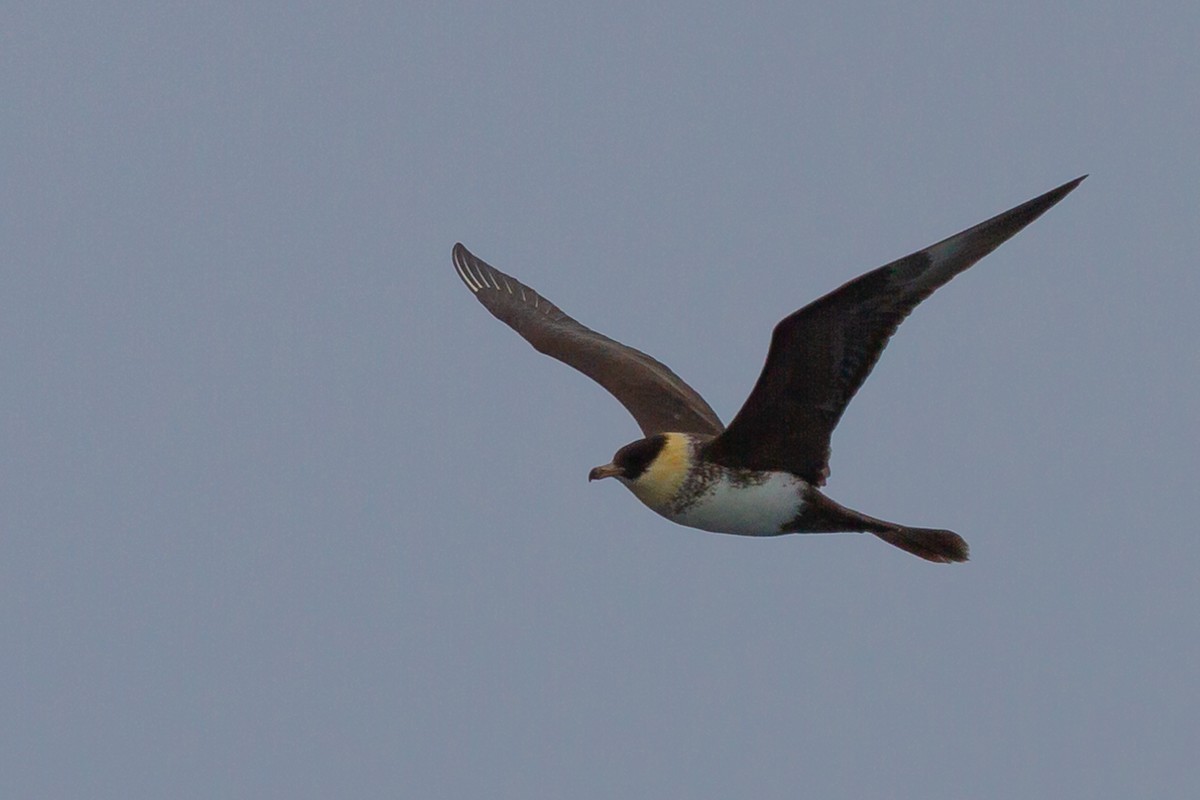 Pomarine Jaeger - ML189602141