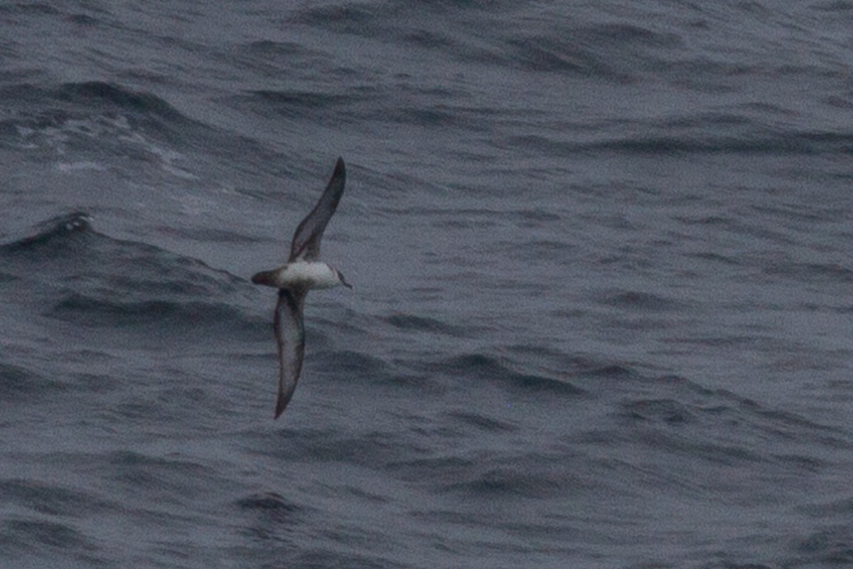 Great Shearwater - ML189602181