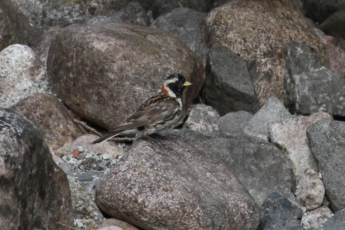 Lapland Longspur - ML189602451