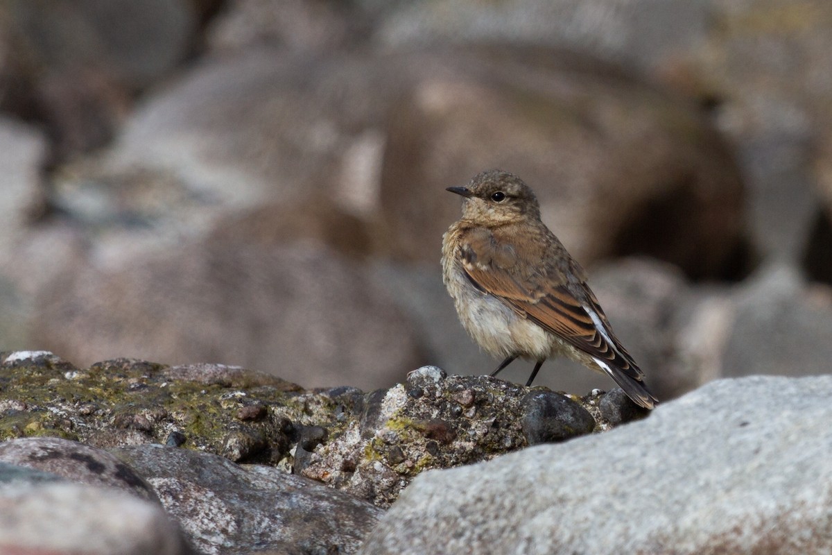 Northern Wheatear - ML189602611