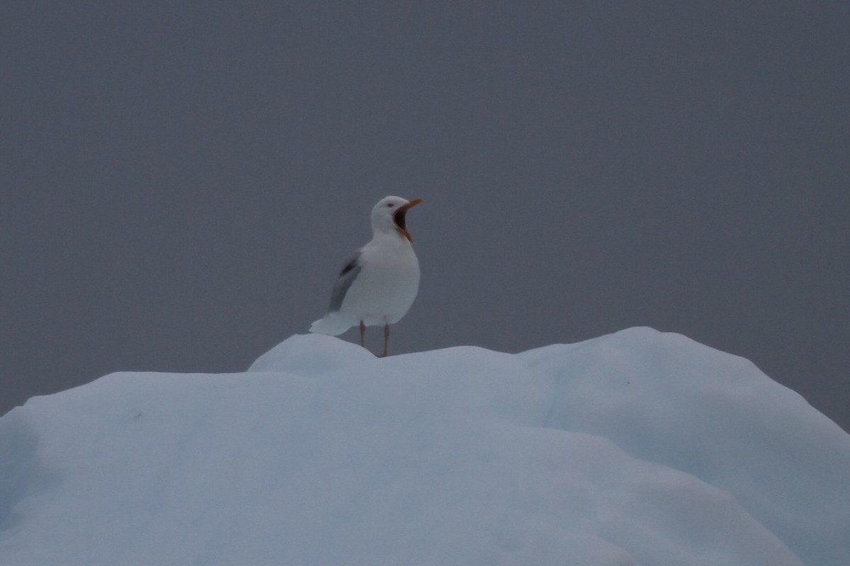 Iceland Gull - ML189603151