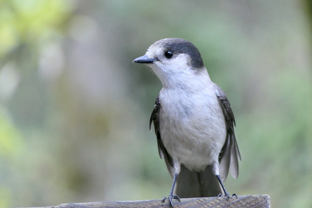 Canada Jay - ML189603261