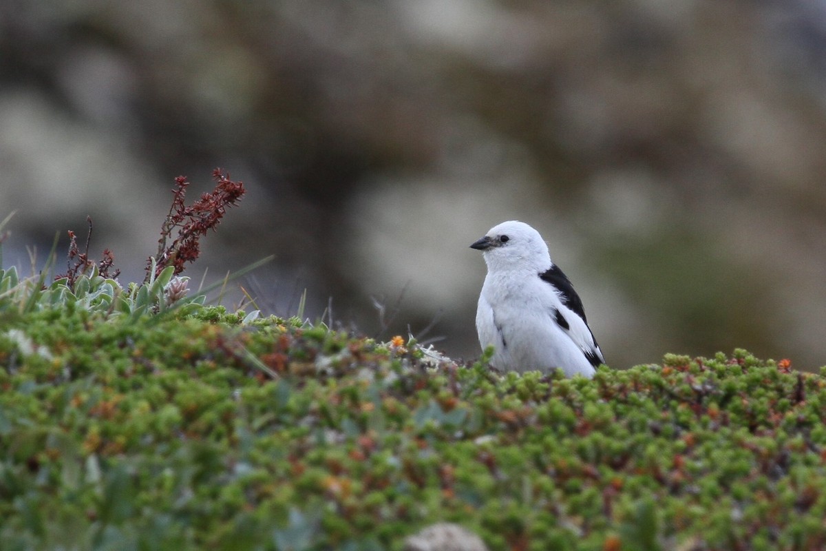 Snow Bunting - ML189603421