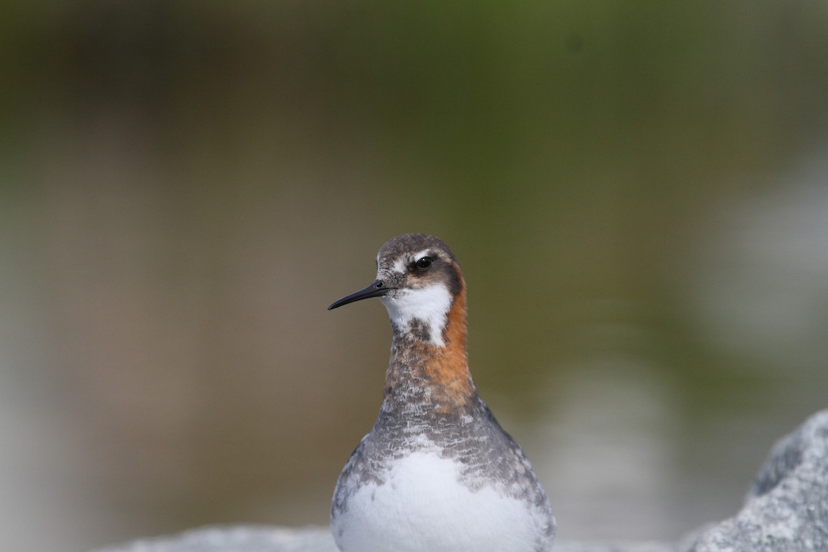 Red-necked Phalarope - ML189603671