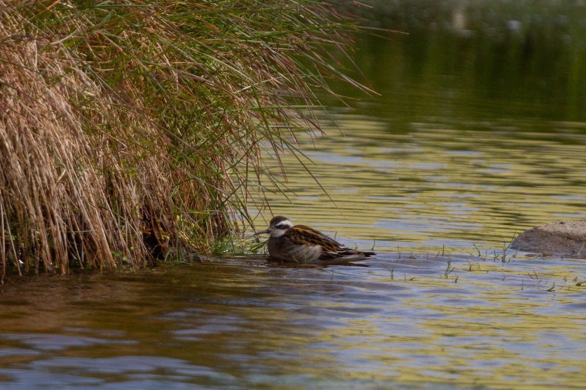 Red-necked Phalarope - ML189603701
