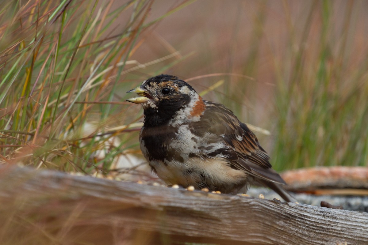 Lapland Longspur - ML189603821