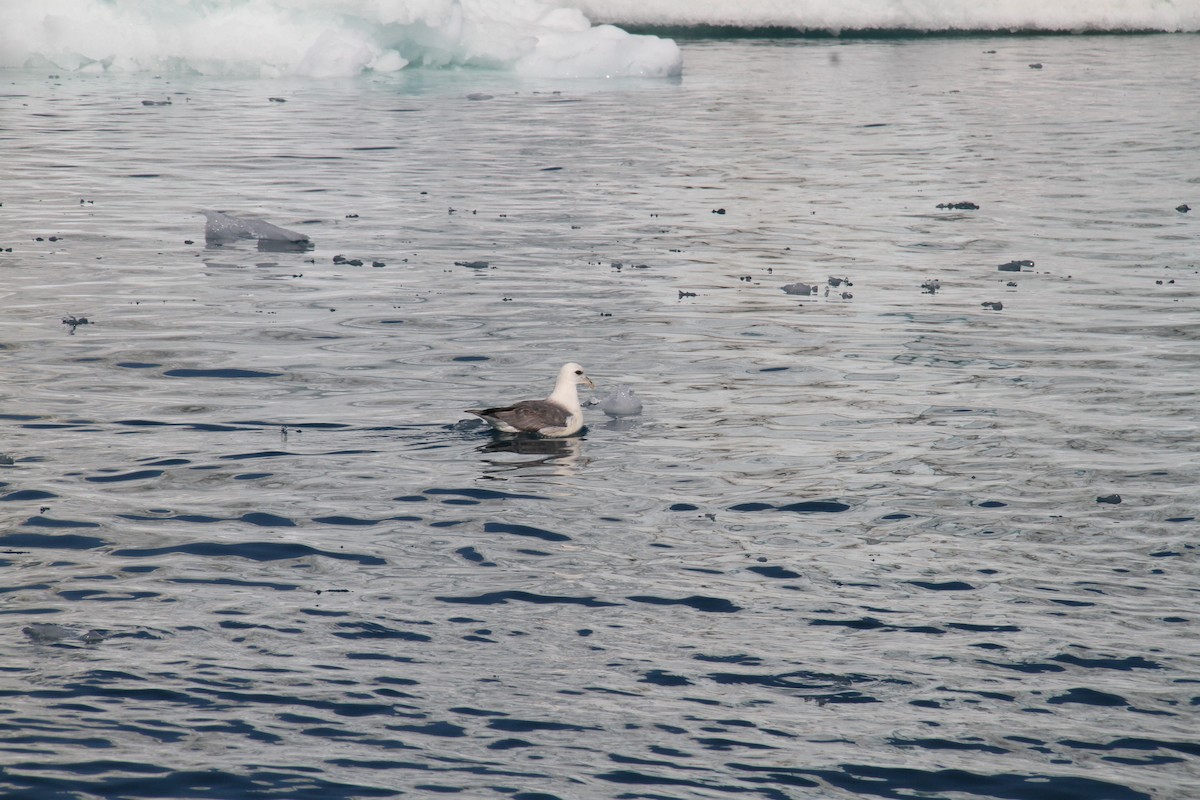 Northern Fulmar - ML189604051