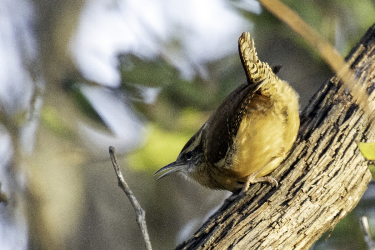 Carolina Wren - ML189604521