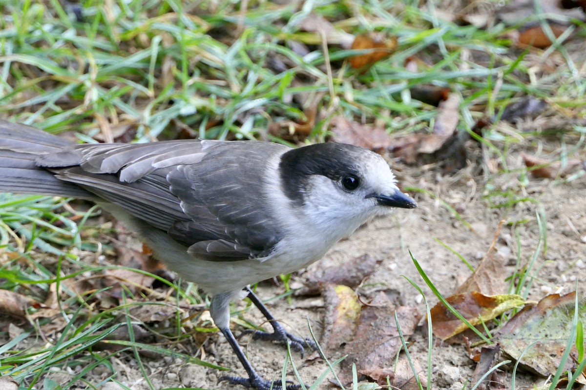 Canada Jay - ML189604841