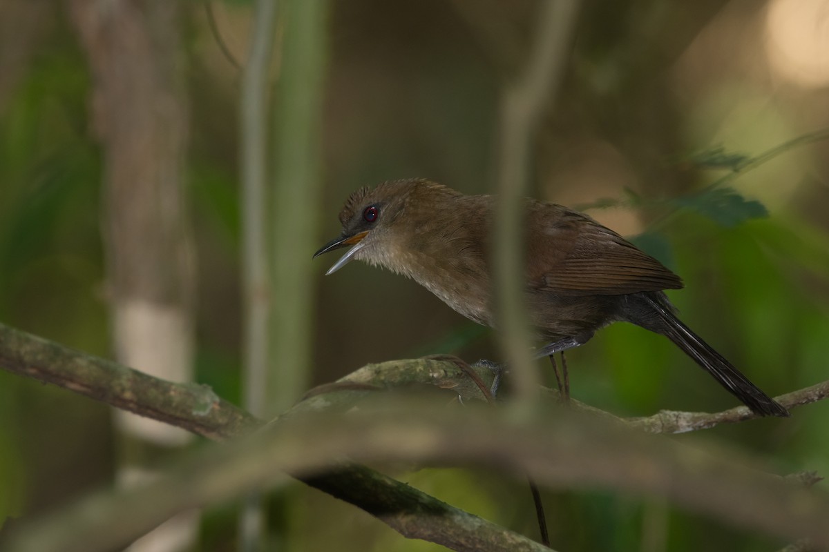 White-shouldered Fire-eye - ML189604921