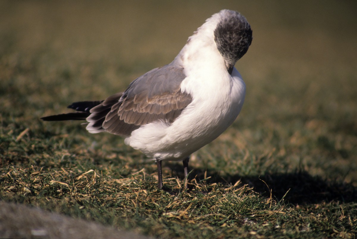 Franklin's Gull - ML189605731