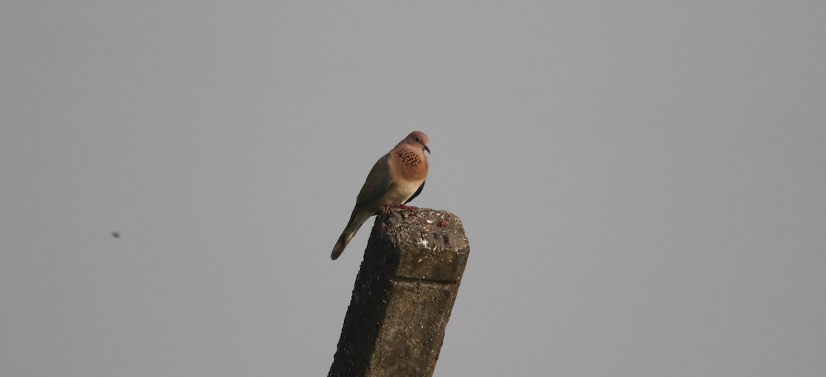 Laughing Dove - Sushant Jadhav