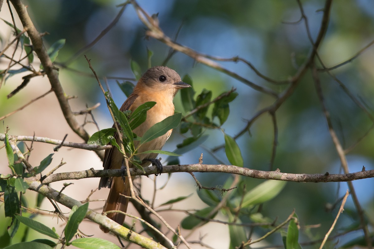 Crested Becard - ML189606961