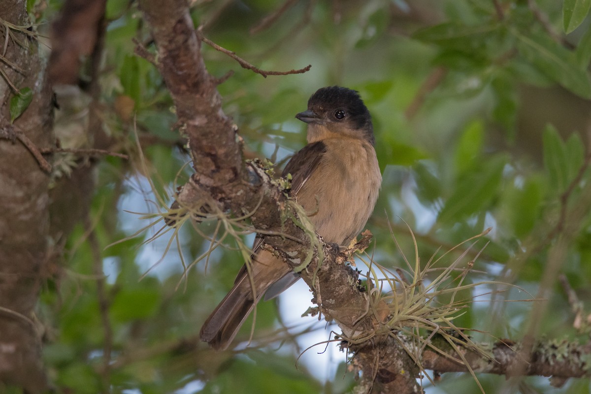 Crested Becard - ML189606981