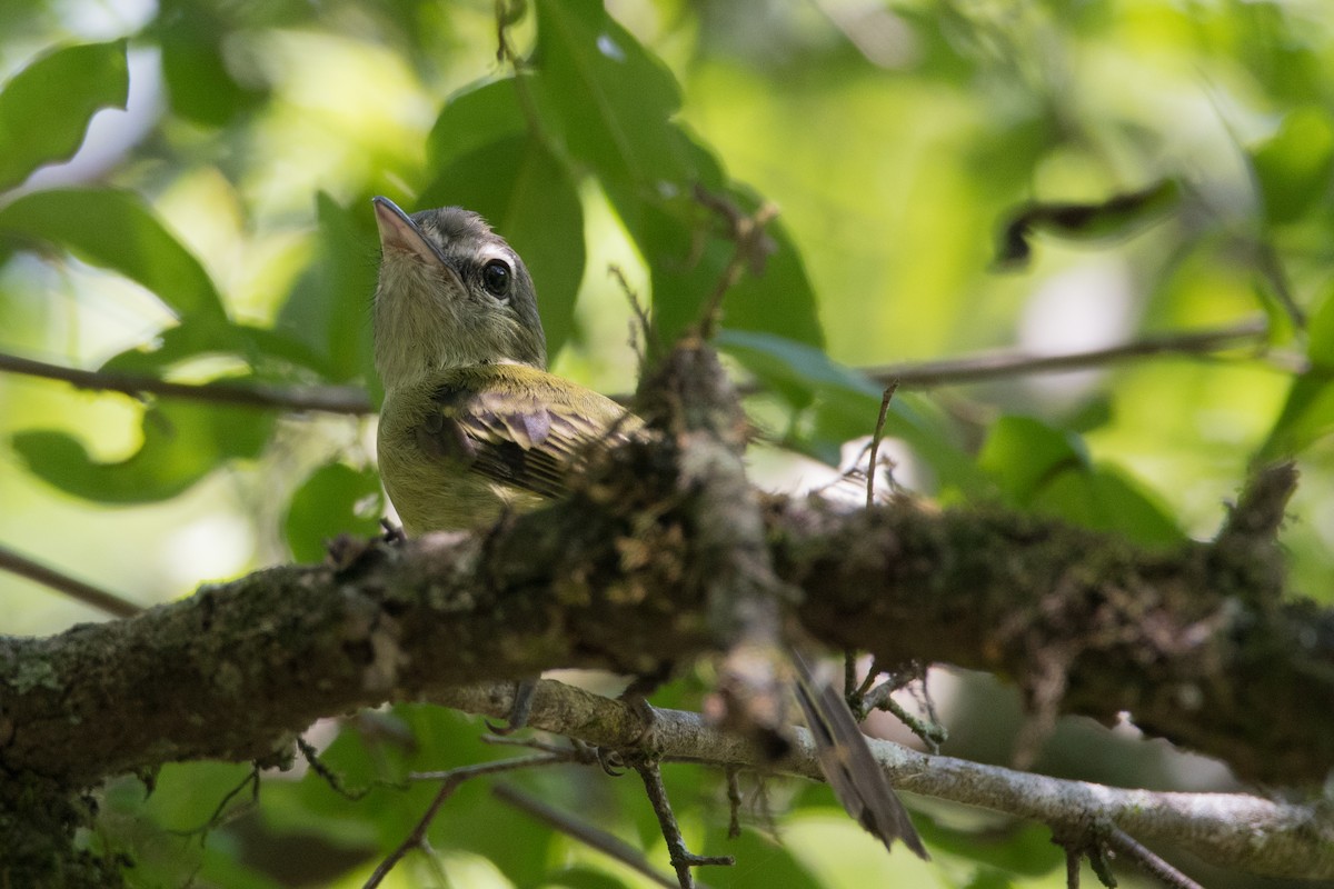 Yellow-olive Flatbill - ML189607191