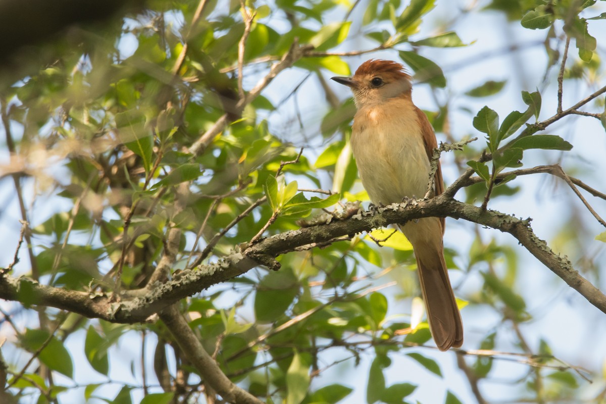 Rufous Casiornis - ML189607341