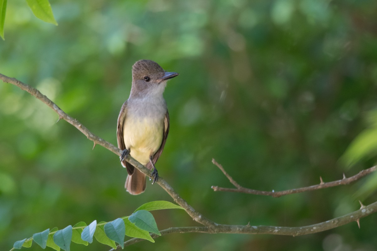 Brown-crested Flycatcher - ML189607411