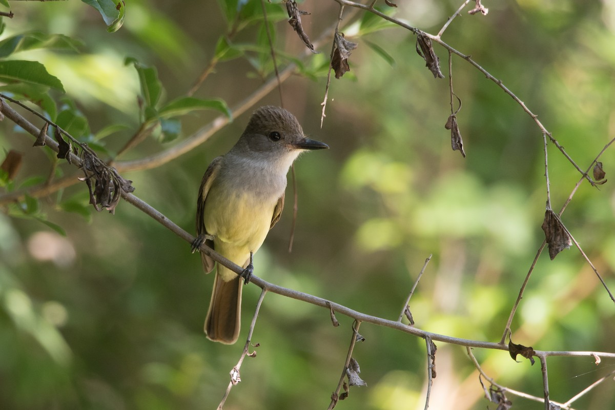 Brown-crested Flycatcher - ML189607461