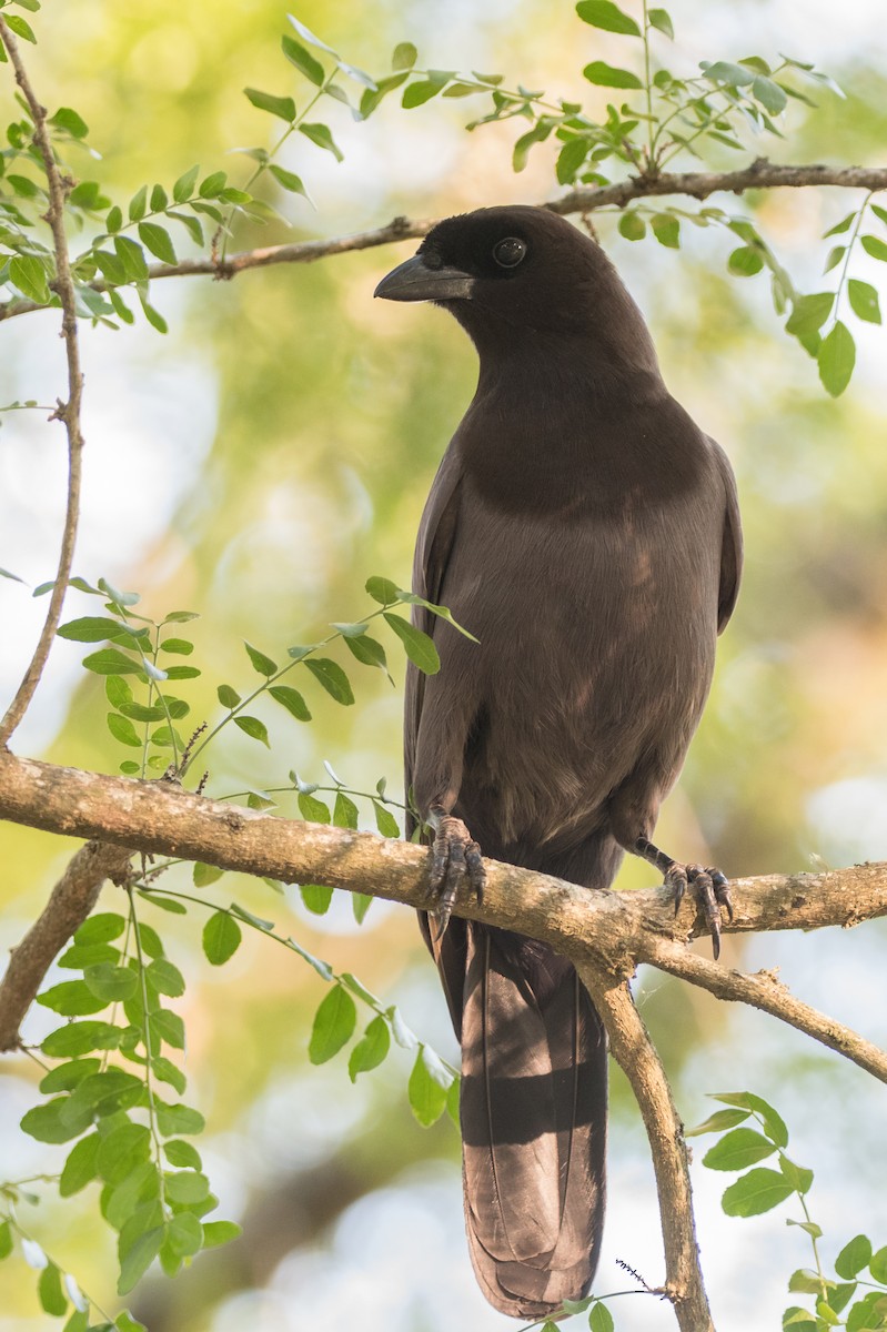 Purplish Jay - ML189607651