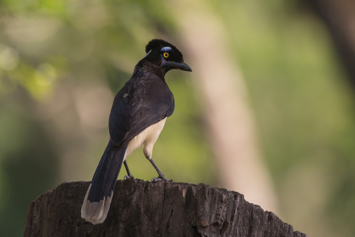 Plush-crested Jay - ML189607751