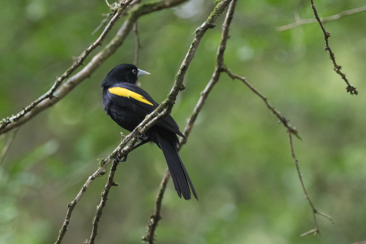 Golden-winged Cacique - ML189607761